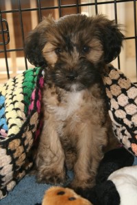 8 weeks